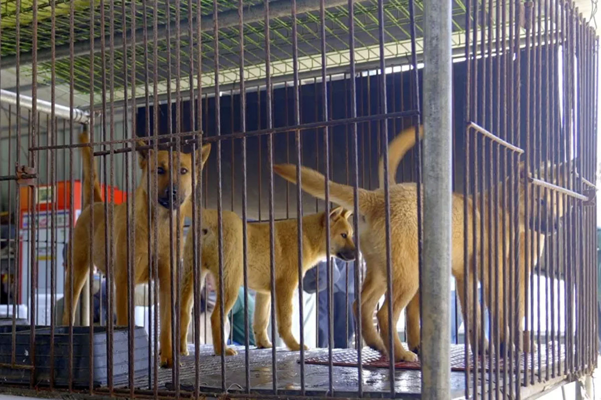 How will South Korea handle its dog meat farms under new ban?