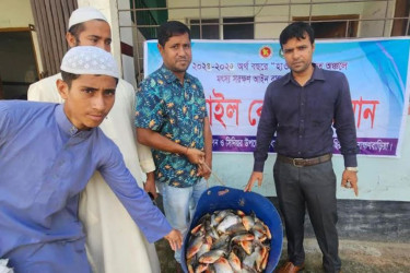 Piranha fish seized in Brahmanbaria’s Nasirnagar, trader fined