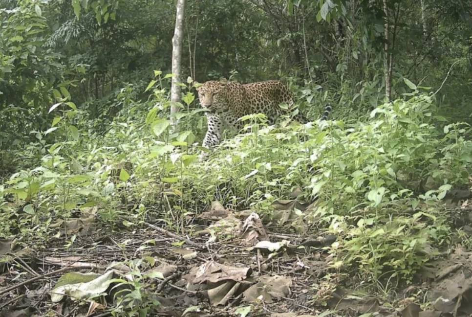 Rare leopard spotted on camera trap in CHT