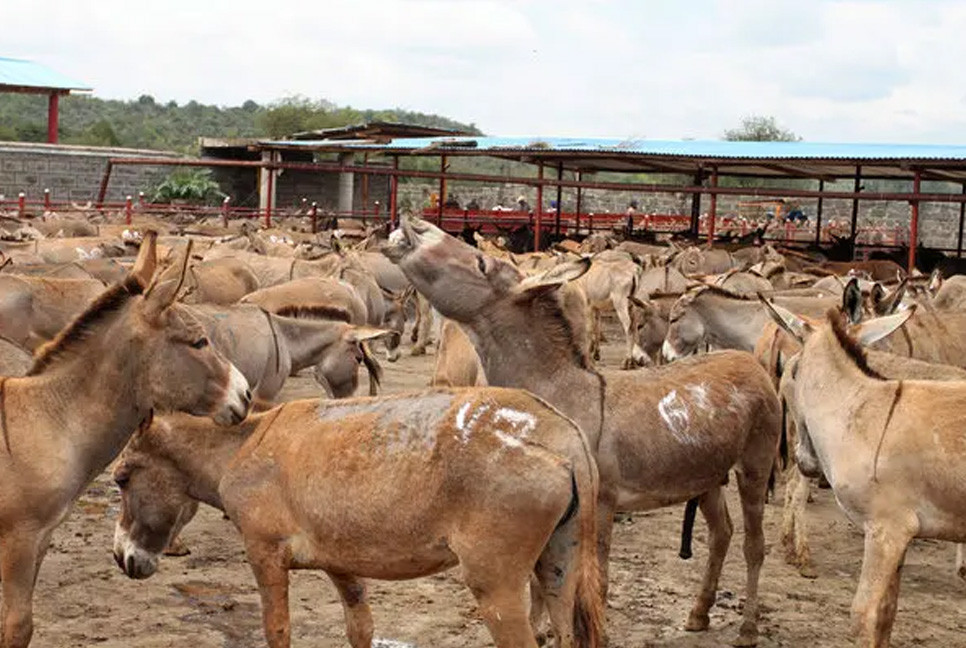 Six million donkeys slaughtered for Chinese medicine: charity