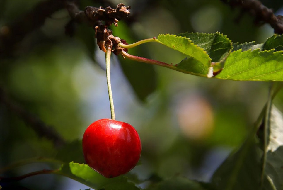 Cherries packed with antioxidants that help fight daily cell damage