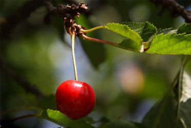 Cherries packed with antioxidants that help fight daily cell damage