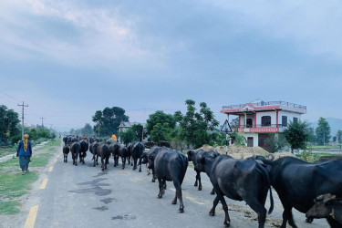 Nepal to export buffalo meat to China as part of Rs27 billion project
