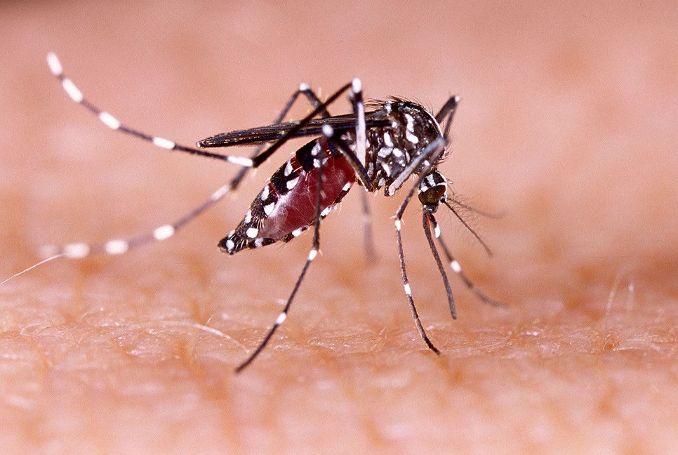 Dengue claims 1 more life; 386 hospitalised in 24hrs