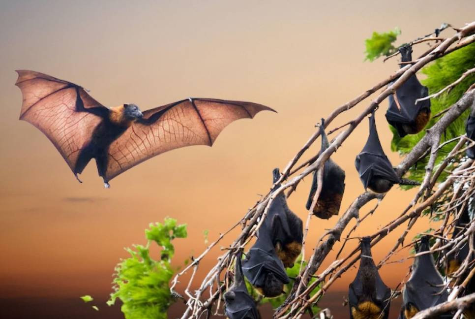 Man dies from bat bite