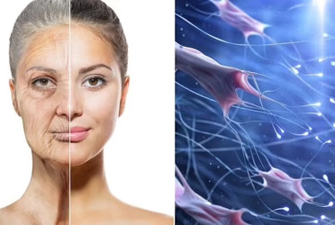 Scientists discover proteins that could help fight cancer, slow aging