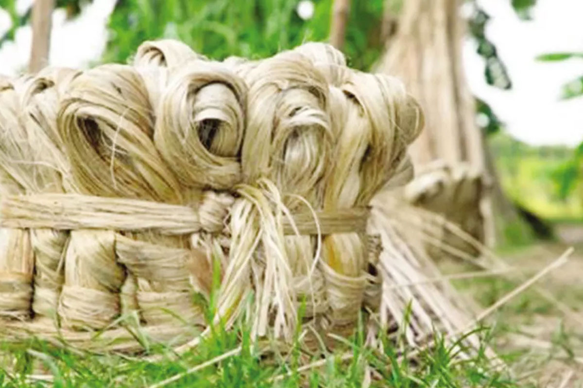 Khulna misses jute cultivation target due to lack of incentives, heatwave impact