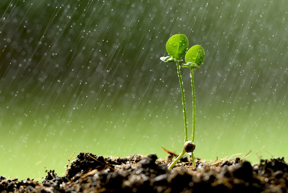 Rain forecast in eight division