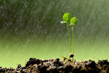 Rain forecast in eight division