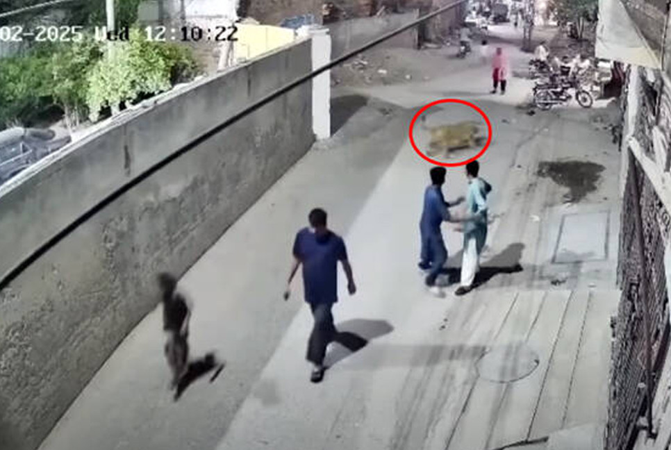 Escaped lion attacks woman and 2 children on busy street in Pakistan, video shows