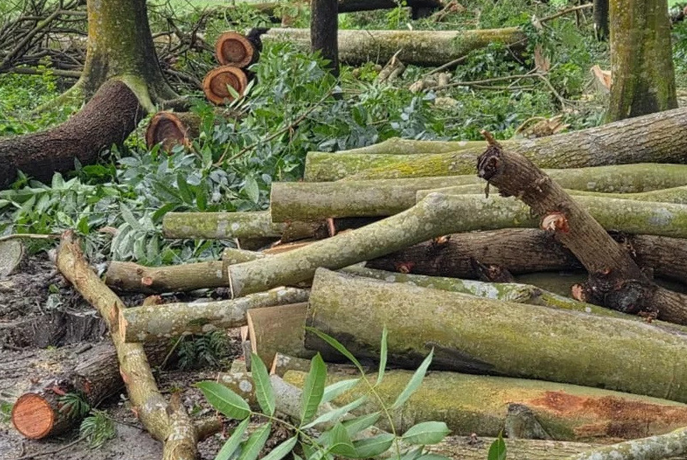400 trees felled in Patuakhali ‘over land dispute’