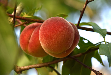 Peaches play vital role in maintaining youthful skin