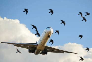 Bird strikes threaten aircraft safety; monitoring system lies inoperative