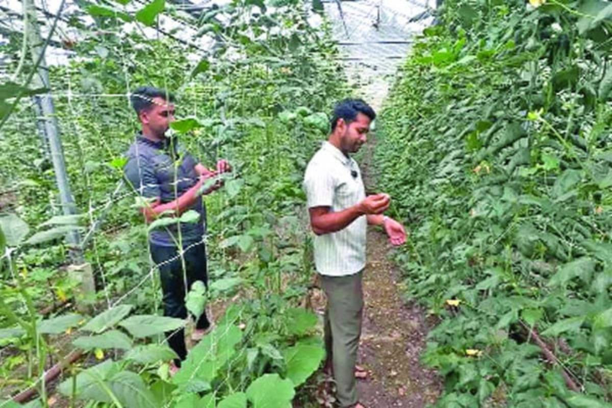 Bangladeshi native vegetables commercially thrive in British soil