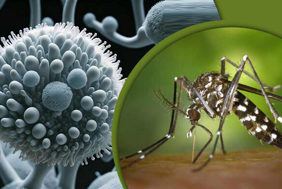 2 Zika cases reported in Chattogram