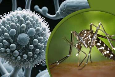 2 Zika cases reported in Chattogram