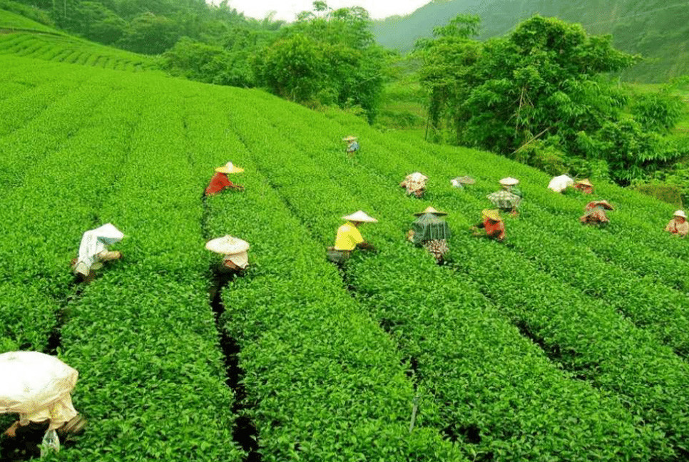 4 workers die ‘inhaling toxic gas’ in Moulvibazar tea garden