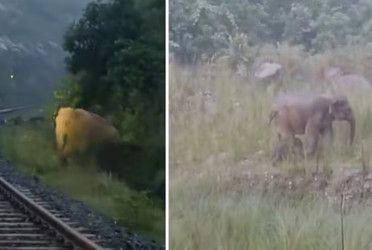 Train stops for 2 hrs as elephant gives birth on tracks