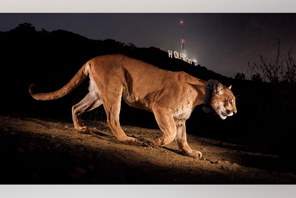 'LA's loneliest bachelor': How a mateless Hollywood puma inspired the world's biggest animal bridge