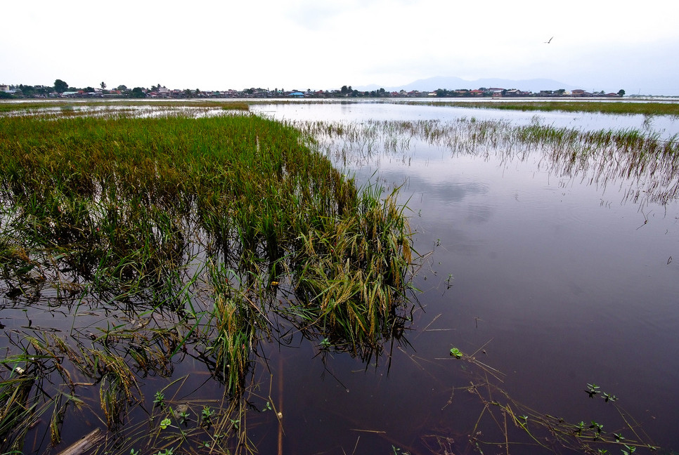 Torrential rains wreak havoc on crops over 72,000 hectares