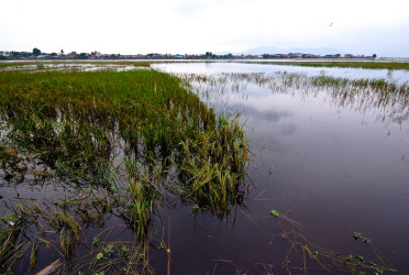 Torrential rains wreak havoc on crops over 72,000 hectares