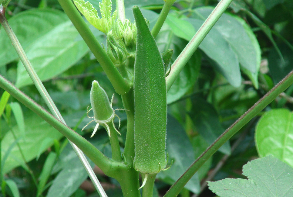 Dietary okra found to reduce brain inflammation caused by obesity
