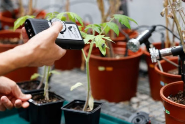 When plants talk, insects listen: Researchers