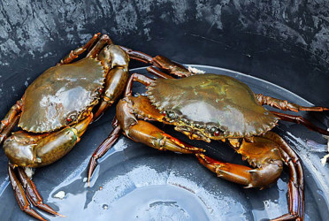 Satkhira's soft-shell crab attracts global market