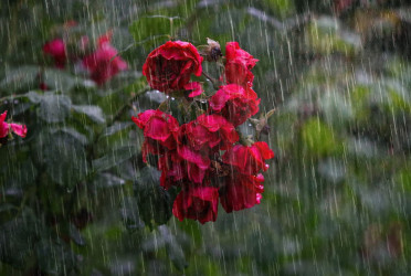 Met office forecasts rain across country