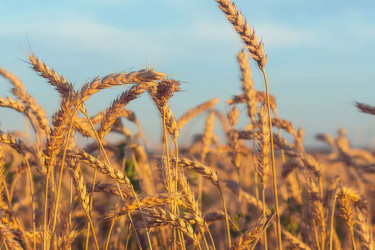 Bangladesh to double wheat imports to meet rising demand, offset supply risks