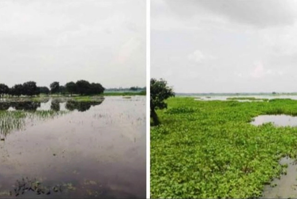 500 acres of cropland go under water in Jashore