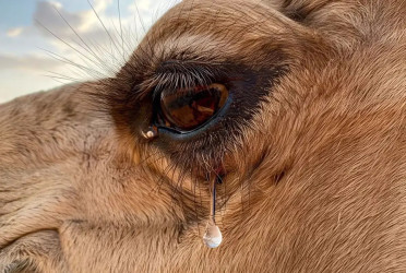 One drop of camel’s tear could be life-saving!
