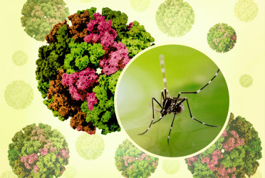 70% patients with fever in Ctg suffering from Chikungunya: Physicians