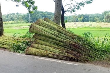 Water crisis hampers jute retting in Lalmonirhat, farmers fear losses