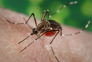 Chikungunya outbreak spreads rapidly in Southern China