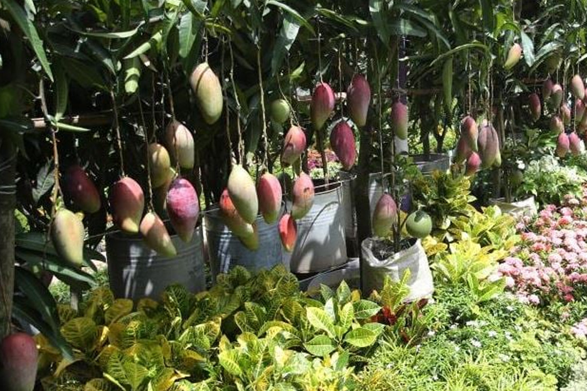1.69m saplings worth TK 14.79 cr sold in National Tree Fair