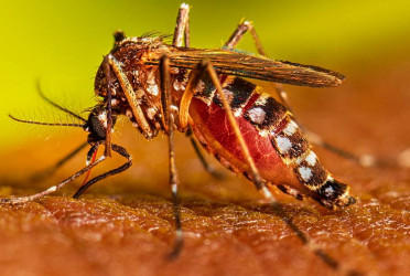 Two dengue patients died in 24 hours