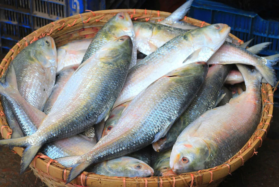 West Bengal fish traders write to Bangladesh asking for Hilsa ahead of Durga Puja