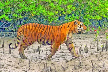 Tigers of the Sundarbans struggling amid climate change