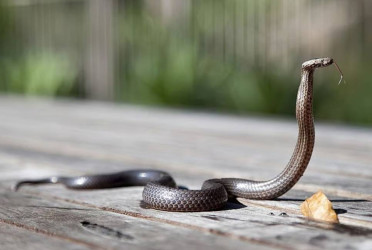 One-year-old bites cobra to death in India