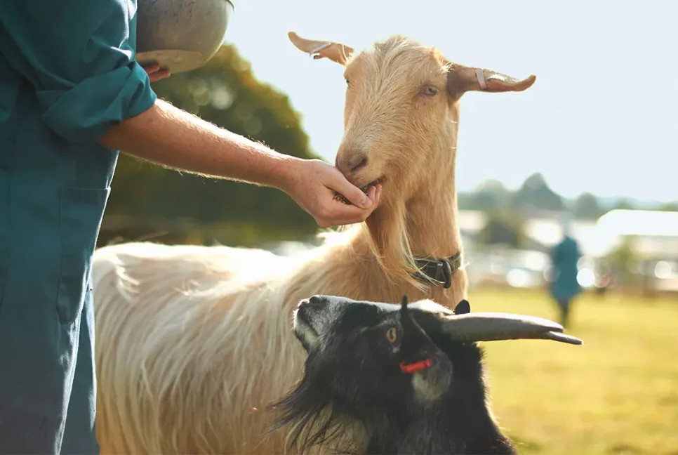 Goat’s milk beats cow’s in boosting muscle, slashing inflammation