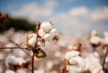 Bangladeshi garments made with US cotton to get tariff relief