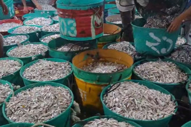 Fishing resumes in Kaptai Lake after seasonal ban ends