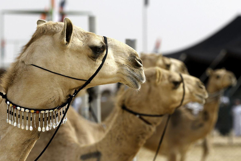 Somalia’s camel milk revolution is improving nutrition and creating jobs