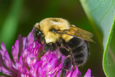 Rwanda bees being wiped out by pesticides