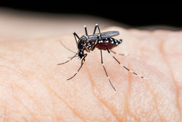 Two more dengue deaths reported in 24hrs