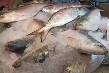 Hilsa gets cheaper as veggies, onions, eggs, chicken cost more in Dhaka