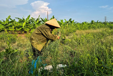 Little cash and rice offered to Vietnam farmers for $1.5bn Trump golf club