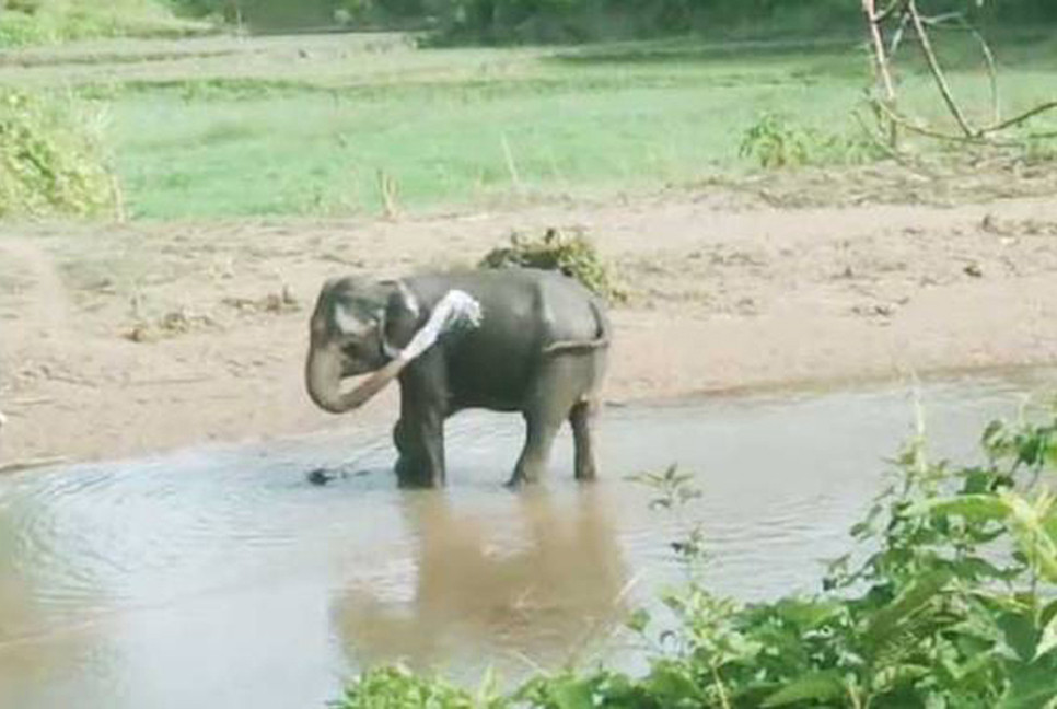 Wild elephant injured in mine explosion on Bandarban border