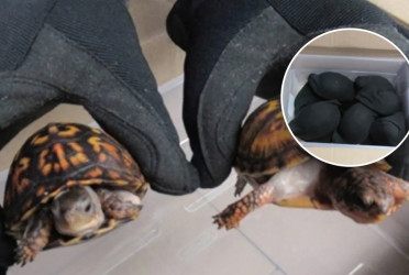 Man faces U.S. prison for smuggling 850 turtles in socks to Hong Kong